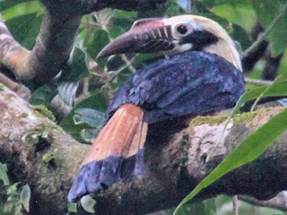 カオグロサイチョウ - eBird