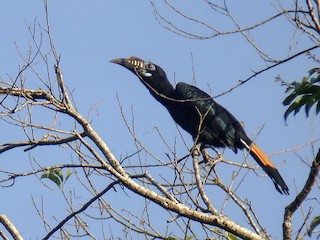 Cálao chico de Panay - eBird