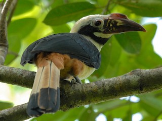 カオグロサイチョウ - eBird