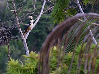 Cálao chico de Panay - eBird