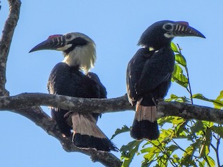 カオグロサイチョウ - eBird