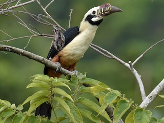 Cálao chico de Panay - eBird