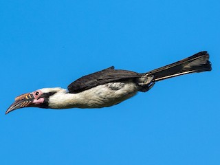 ルソンカオグロサイチョウ - eBird