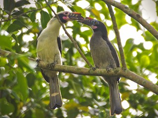 雄鳥和雌鳥 - John Ricarte - ML365519901