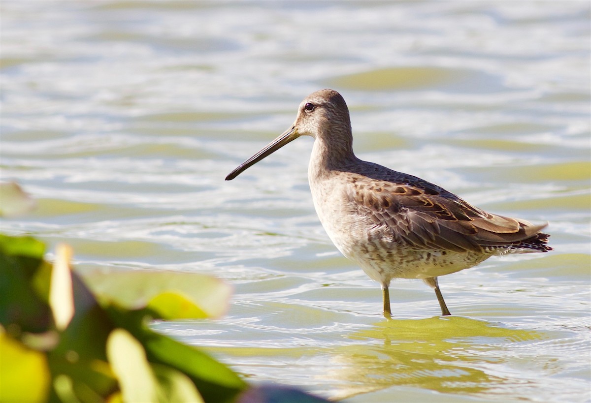 Long-billed Dowitcher - ML36551991