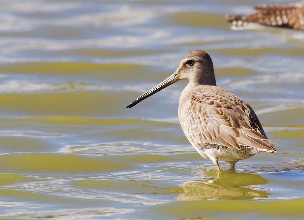 Long-billed Dowitcher - ML36552011