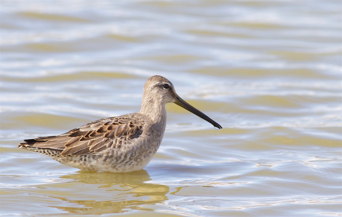 Long-billed Dowitcher - ML36552031