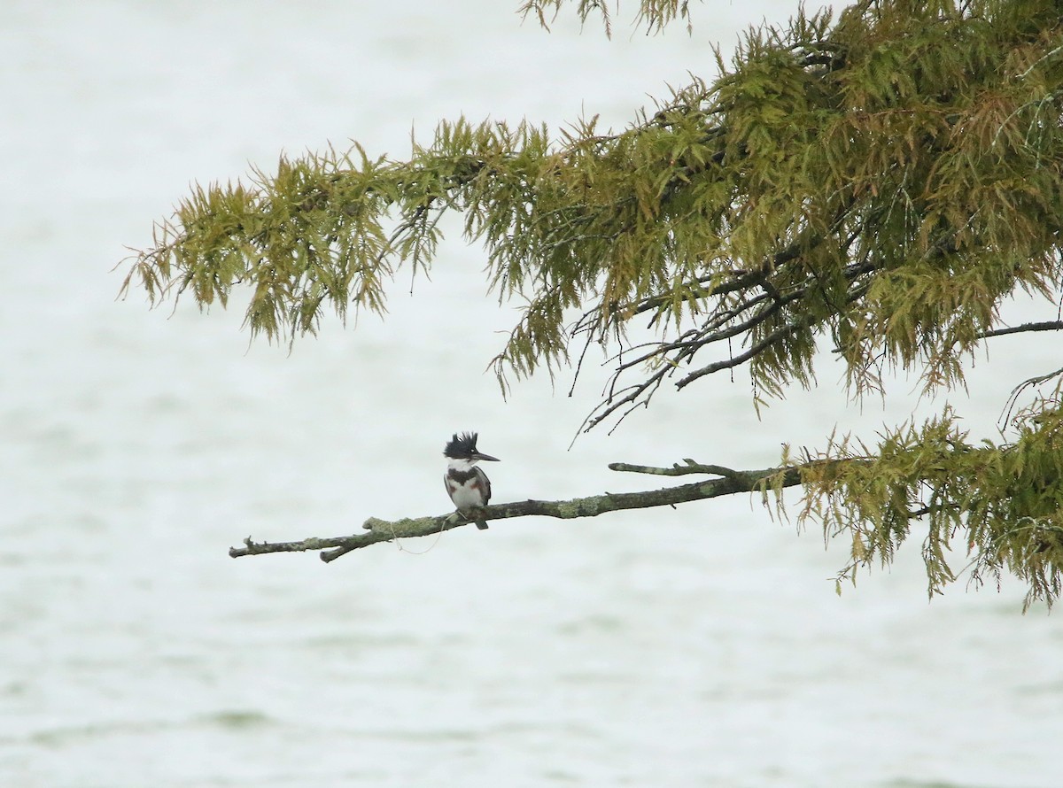 Belted Kingfisher - ML365521741