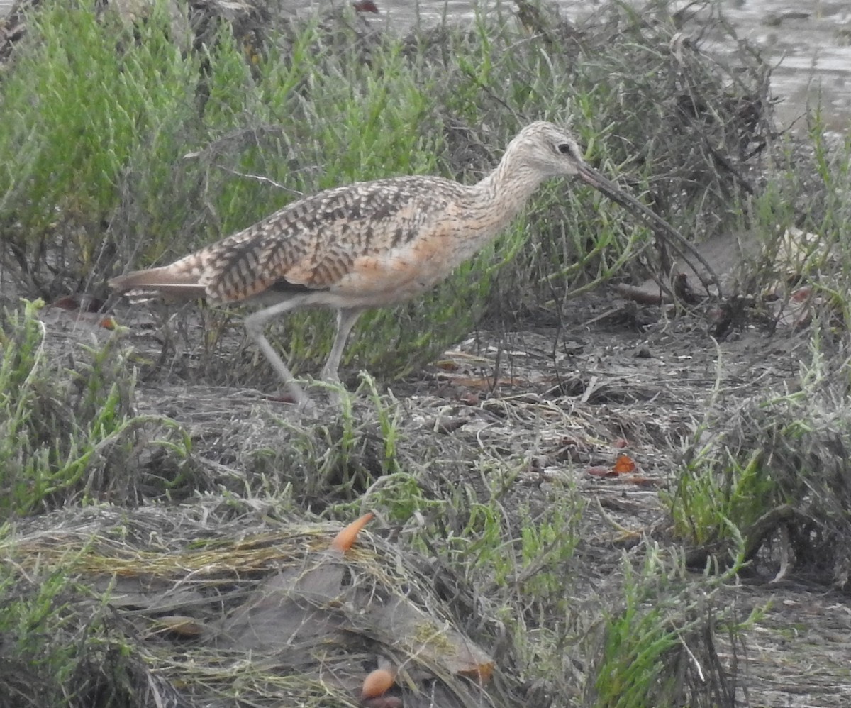 Long-billed Curlew - ML365521921