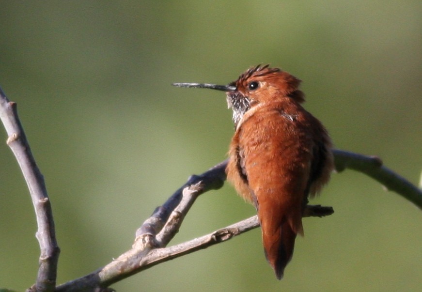 Rufous Hummingbird - ML365523141