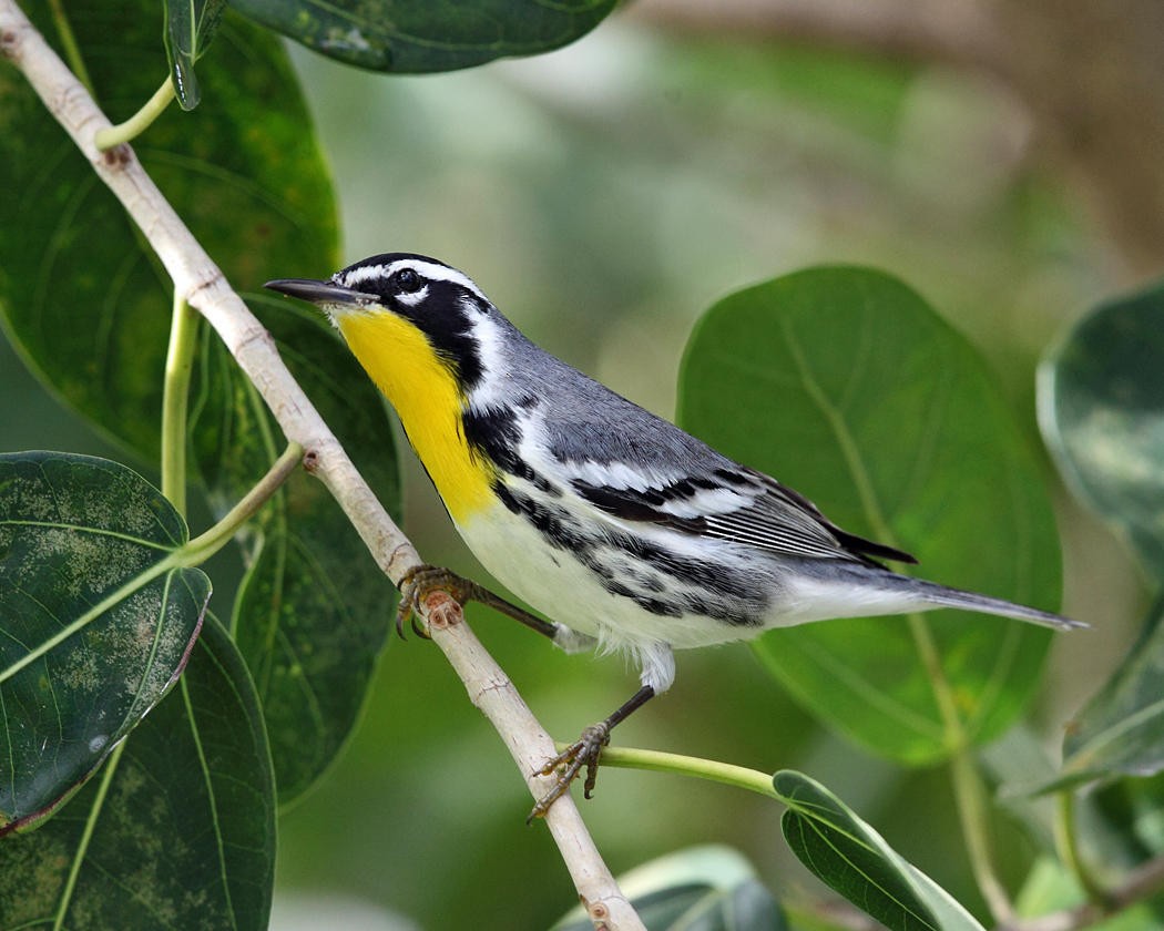 Yellow-throated Warbler - Tom Murray
