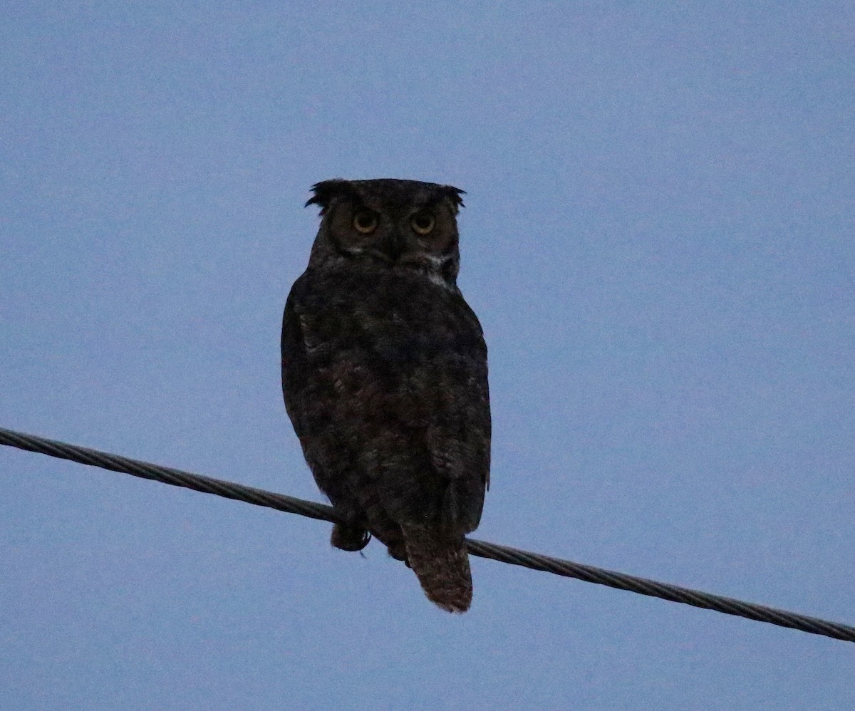 Great Horned Owl - ML365523891