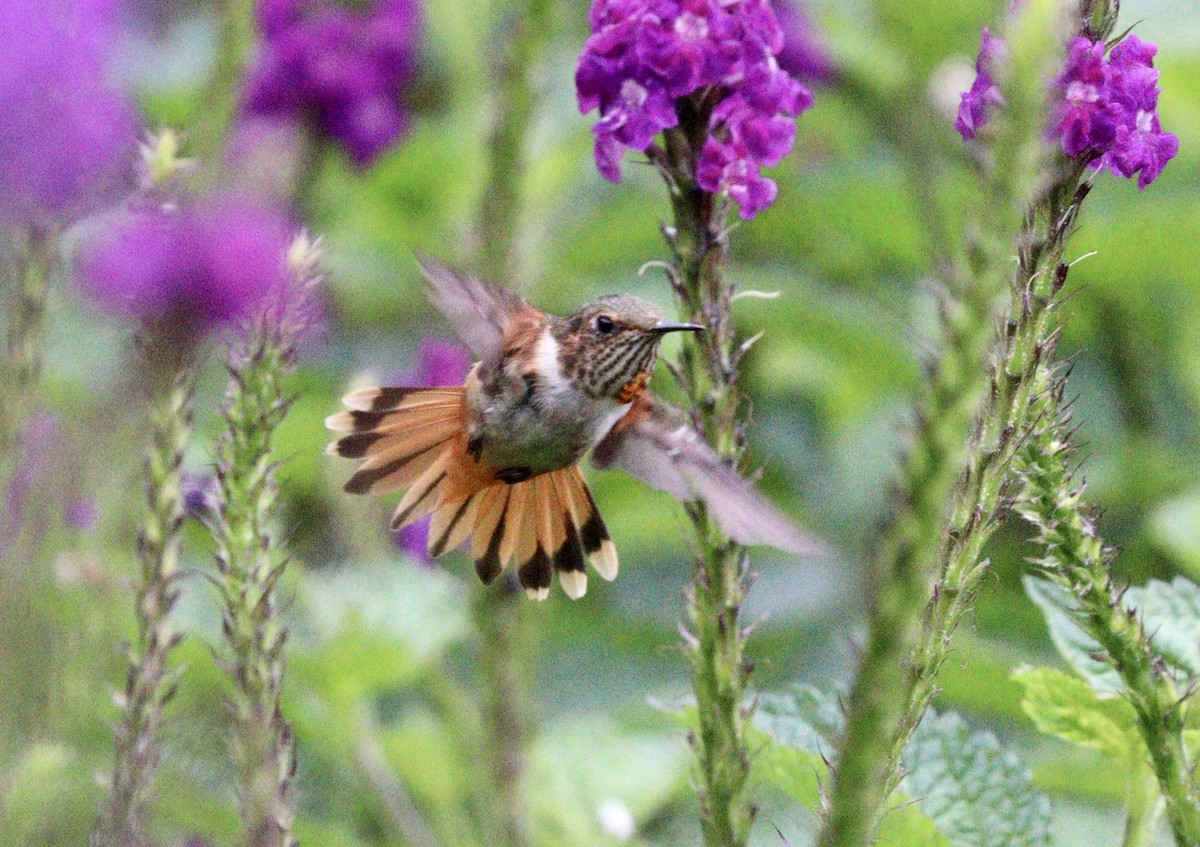Scintillant Hummingbird - Jill Casperson