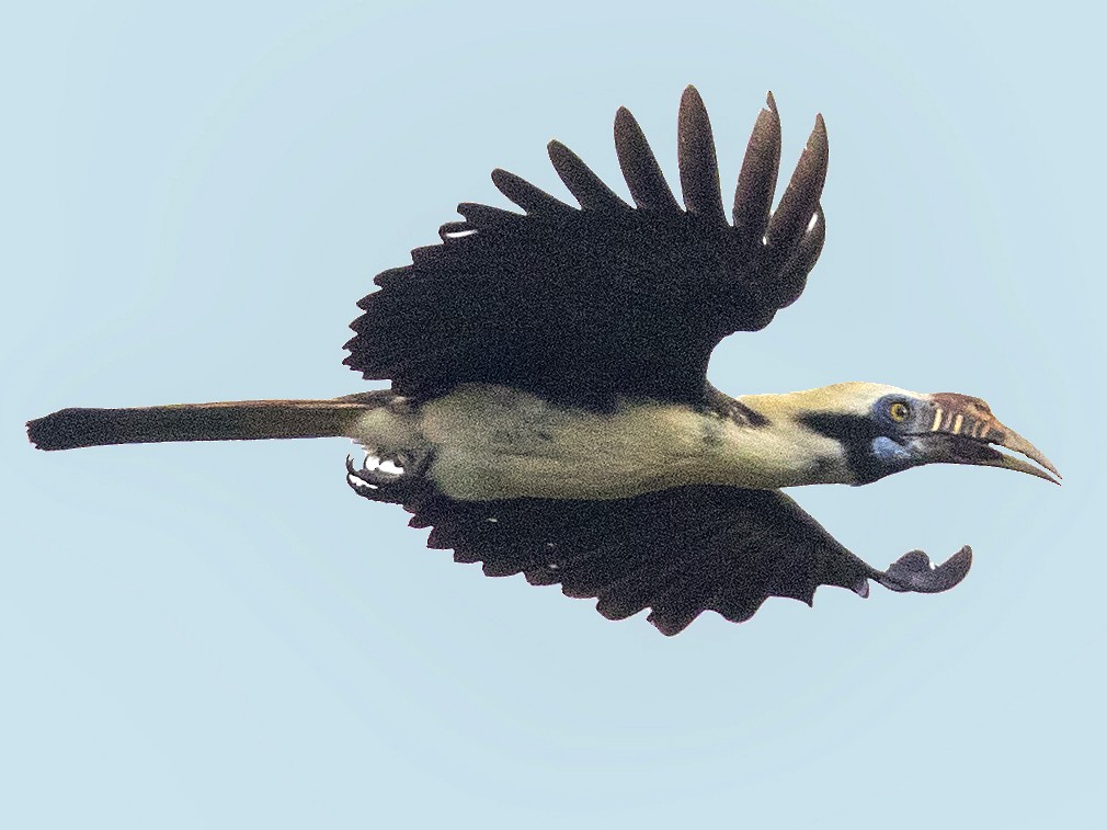 Mindoro Hornbill - eBird