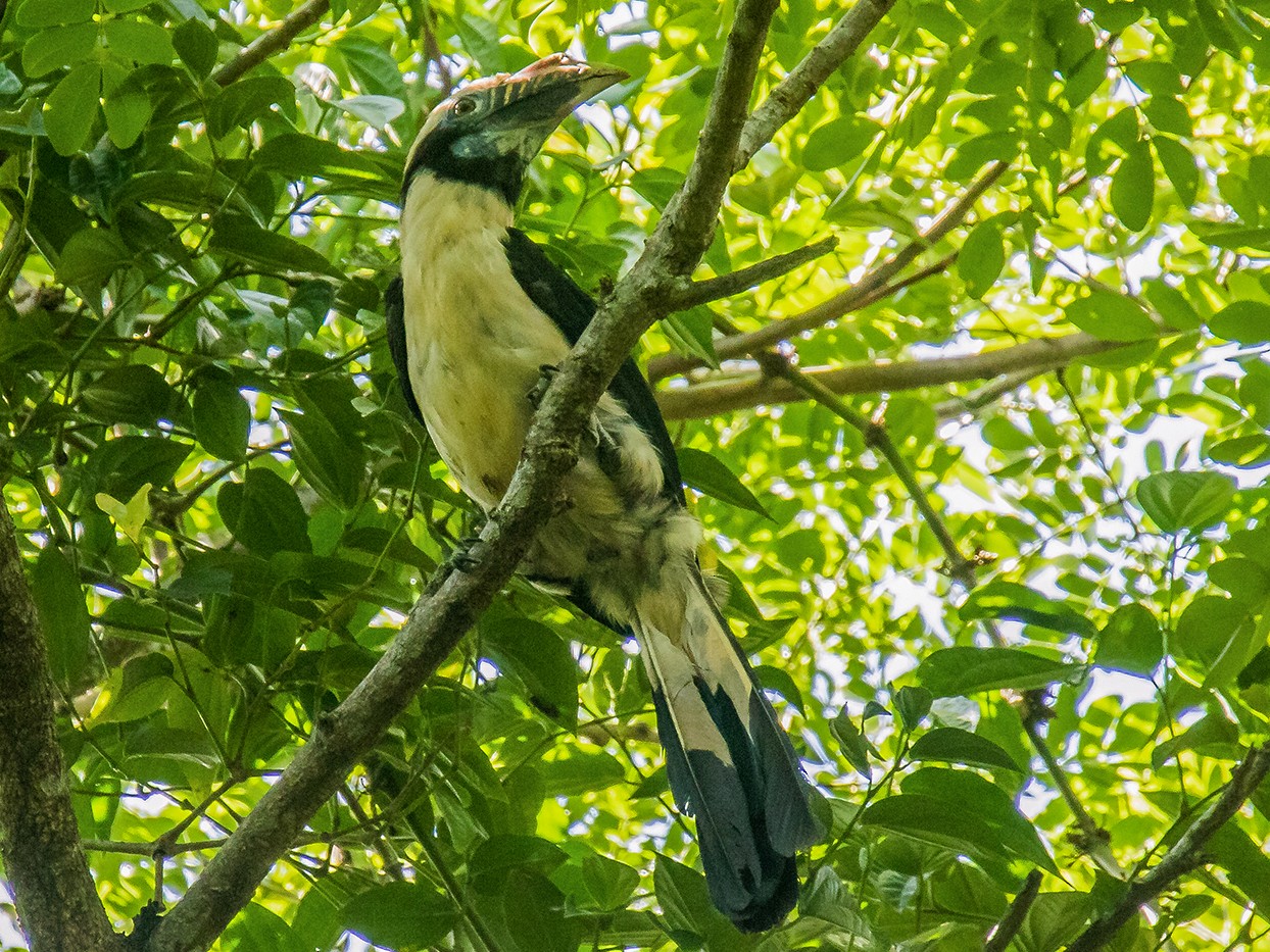 Mindoro Hornbill - eBird