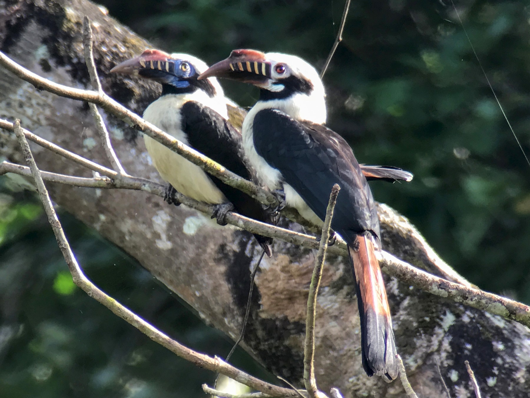 Mindoro Hornbill - eBird