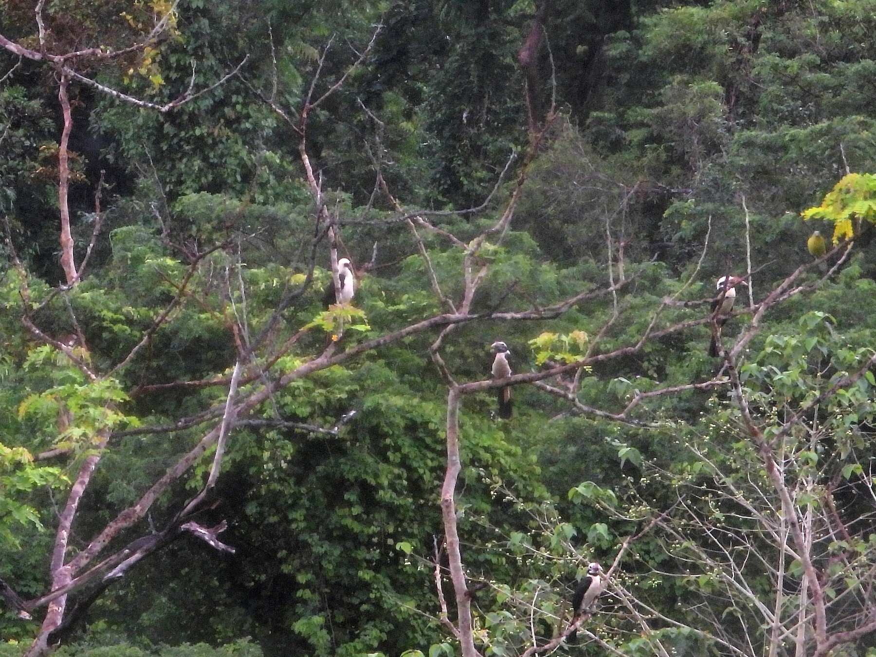 Mindoro Hornbill - eBird