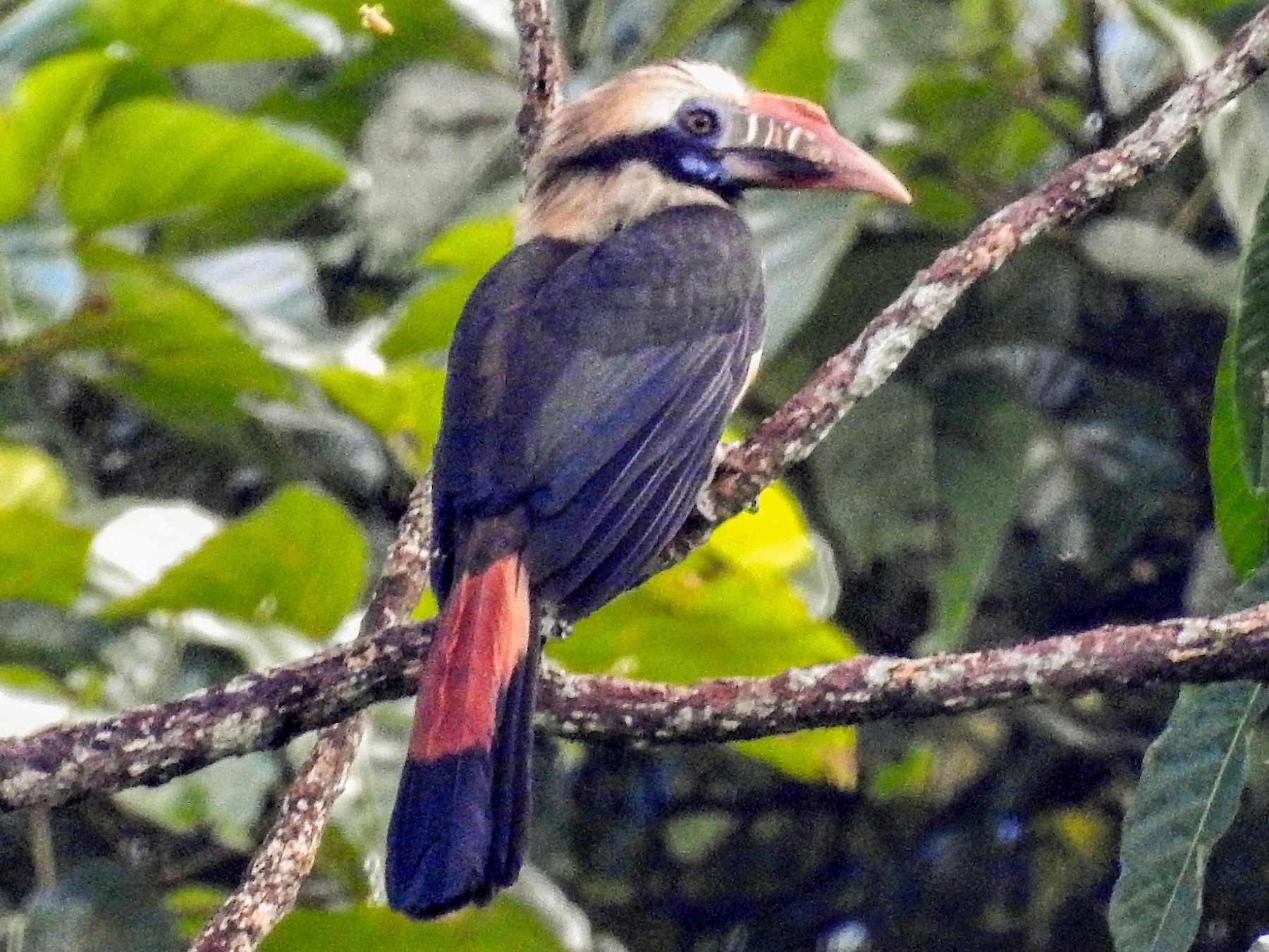 Mindoro Hornbill - Ronet Santos