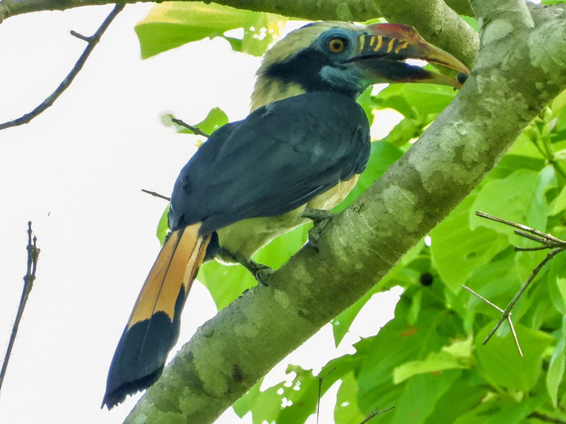 Mindoro Hornbill - Ronet Santos