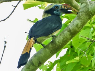  - Mindoro Hornbill