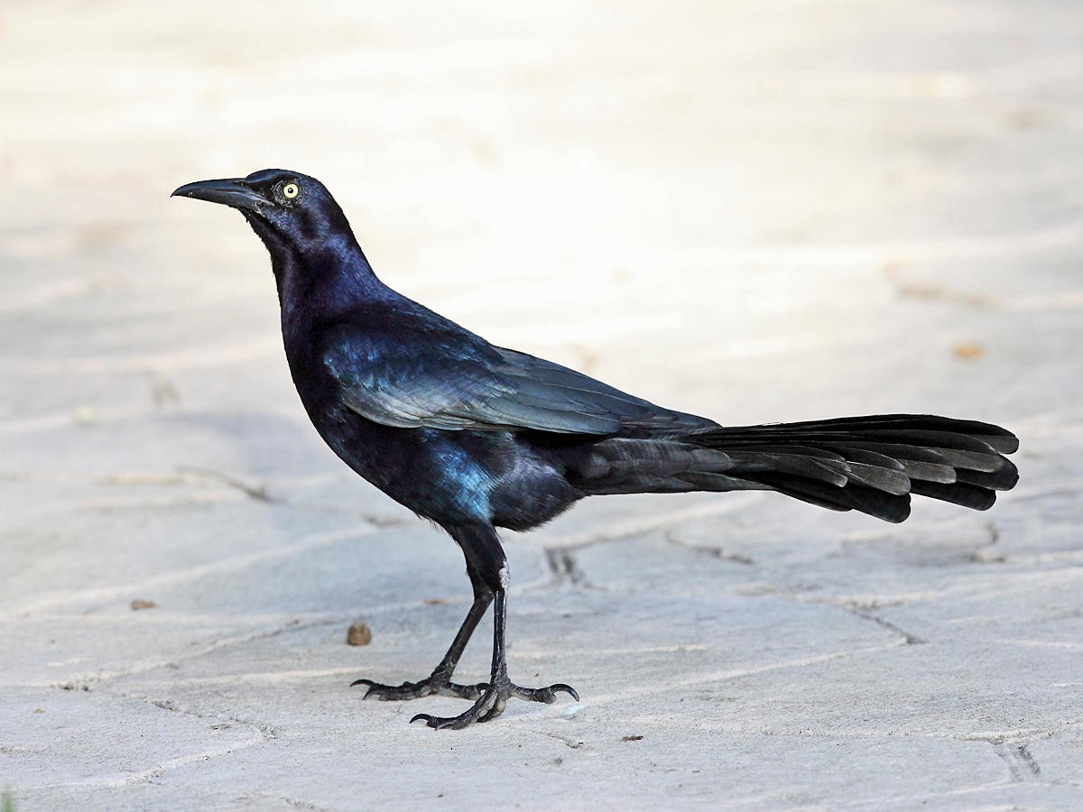 Great-tailed Grackle - ML36553011