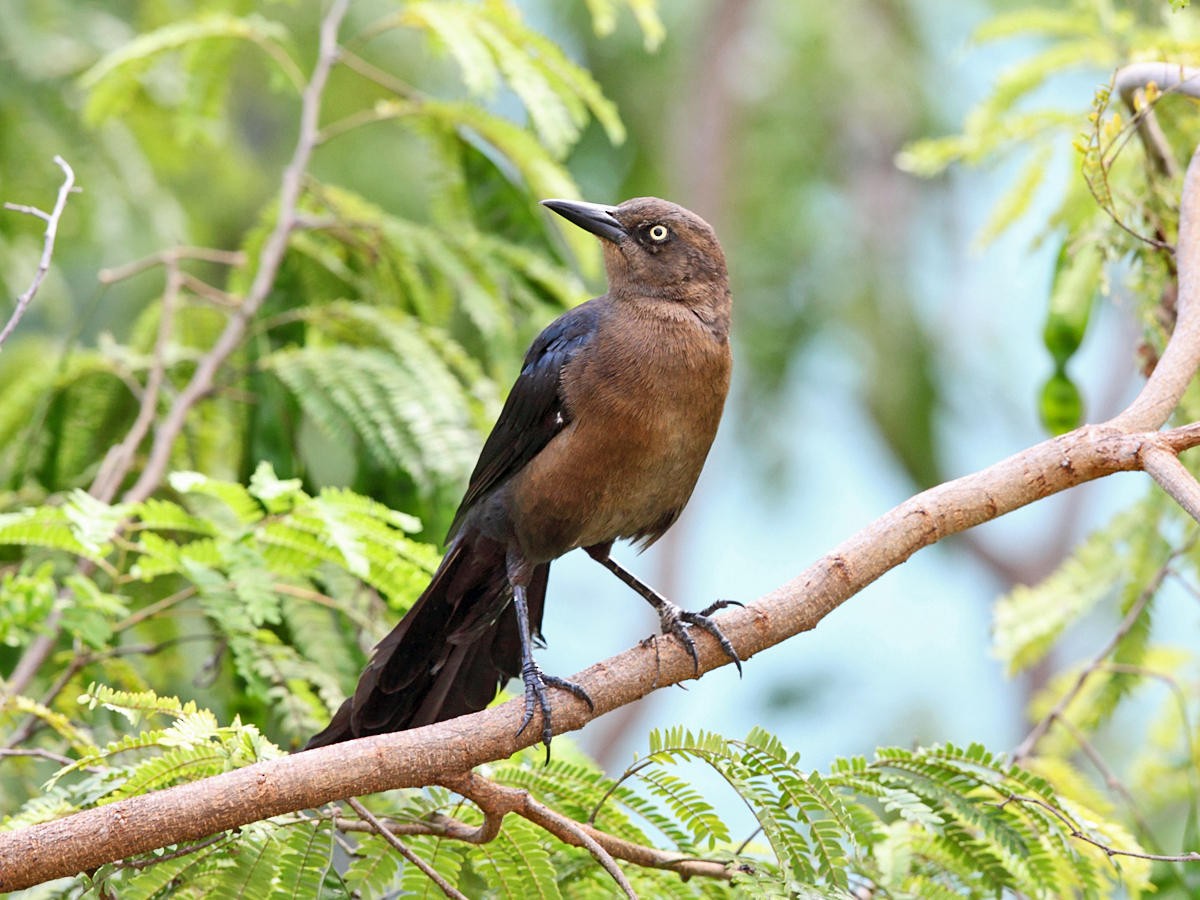 Great-tailed Grackle - ML36553051