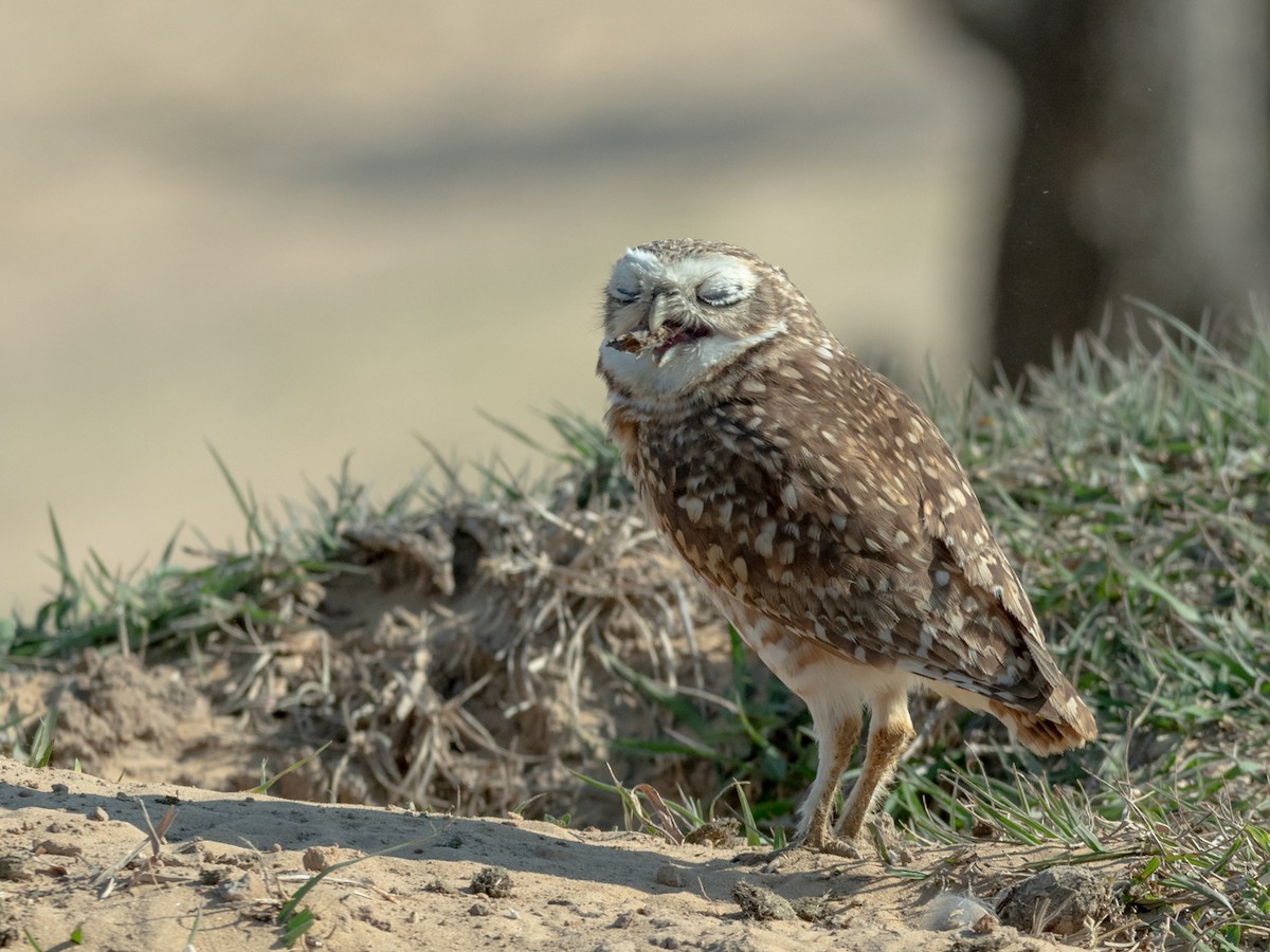 Burrowing Owl - ML365536511