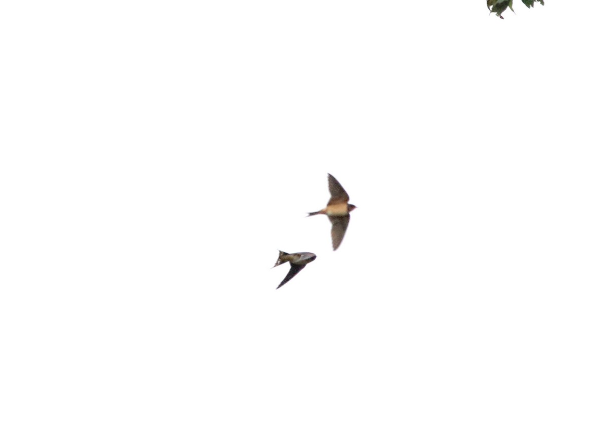 Barn Swallow - ML365537941