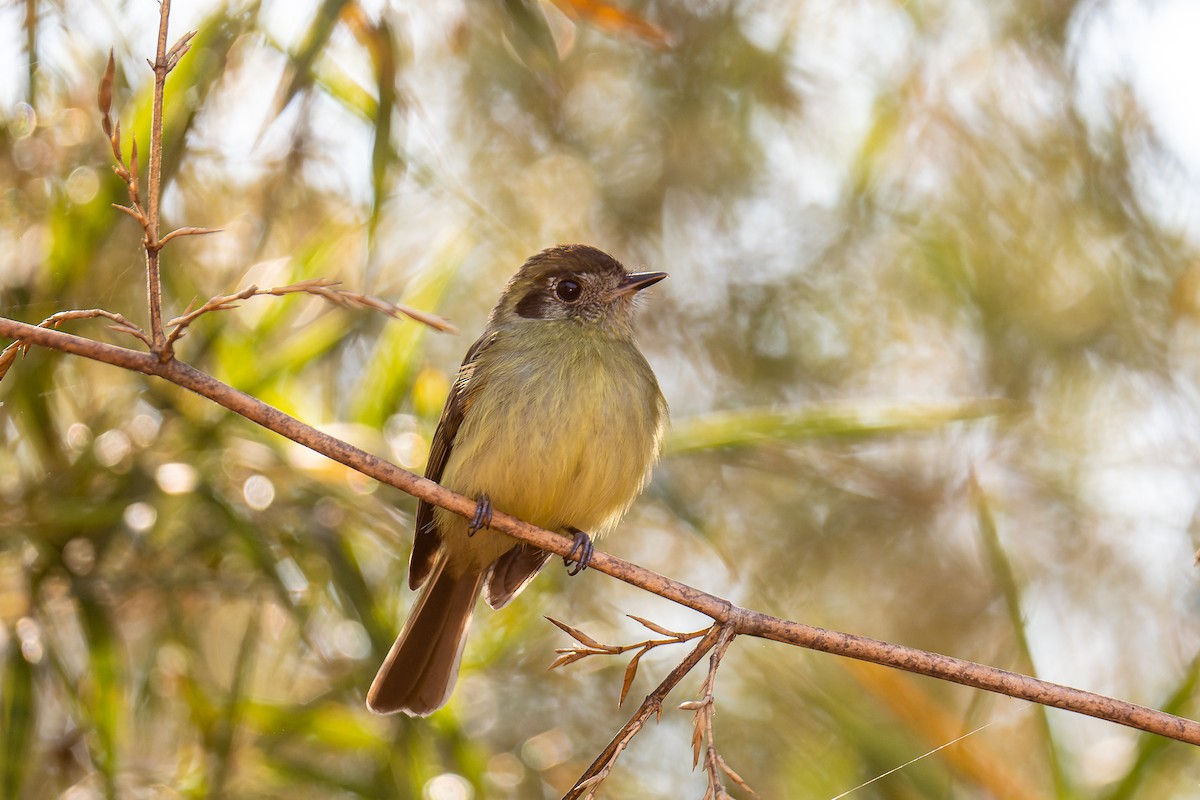 Sepia-capped Flycatcher - ML365543251