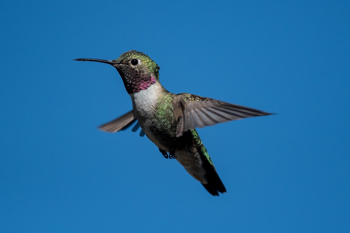 Broad-tailed Hummingbird - Sebastian Jones