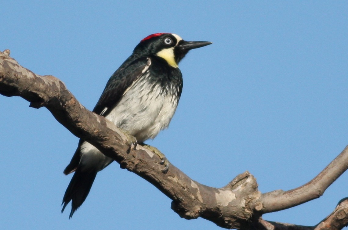 Acorn Woodpecker - ML365550951