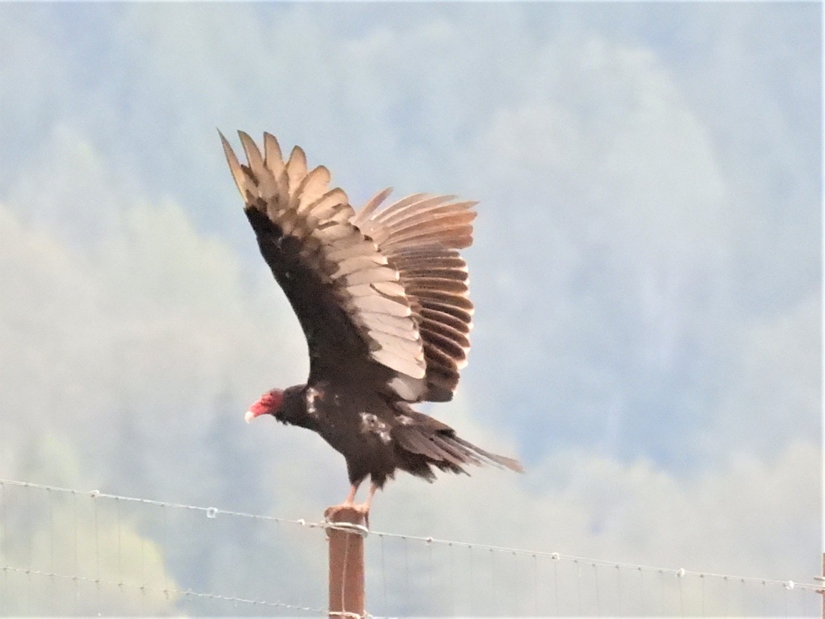 Turkey Vulture - ML365553261
