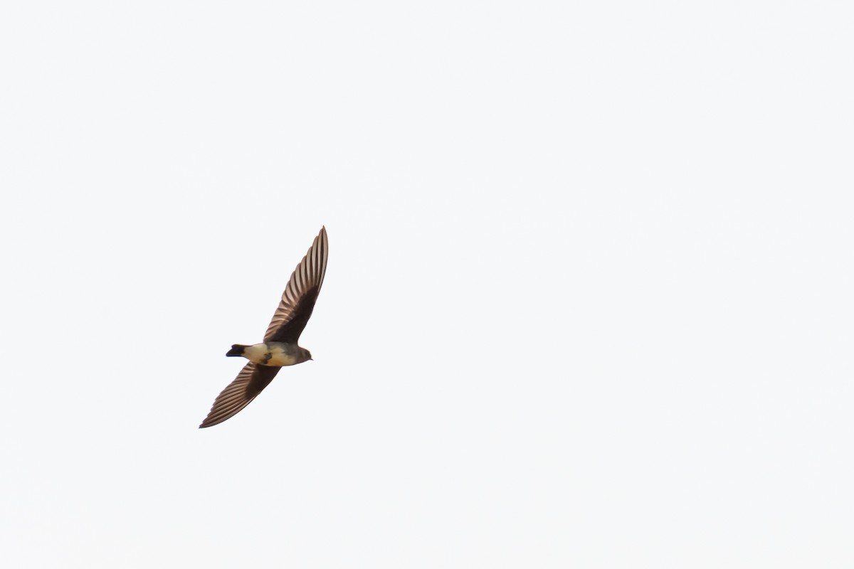Southern Rough-winged Swallow - ML365554781