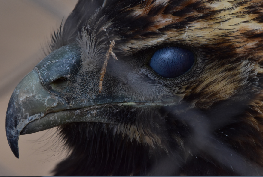 Black-chested Buzzard-Eagle - ML365560221