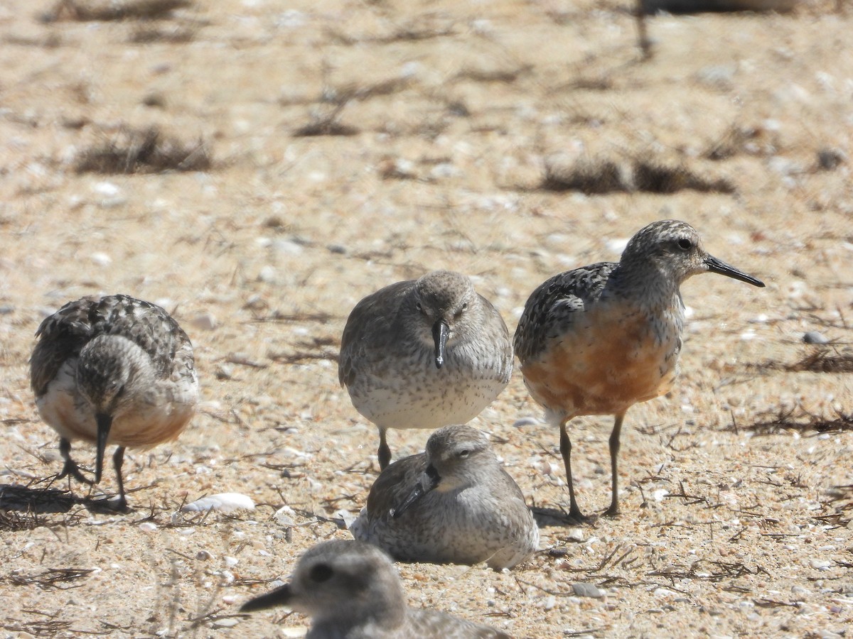 Red Knot - ML365561421