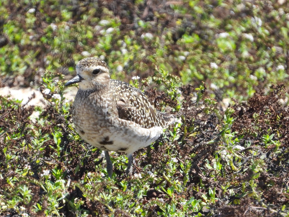 Pacific Golden-Plover - James Maley