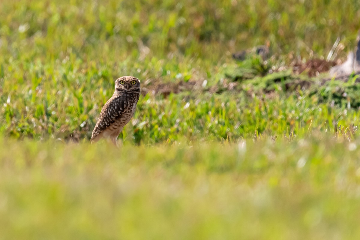 Burrowing Owl - ML365562001