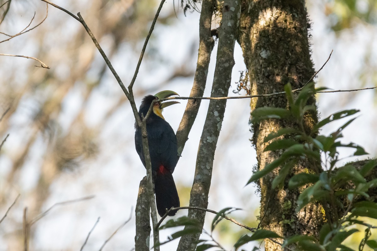 Red-breasted Toucan - ML365562121