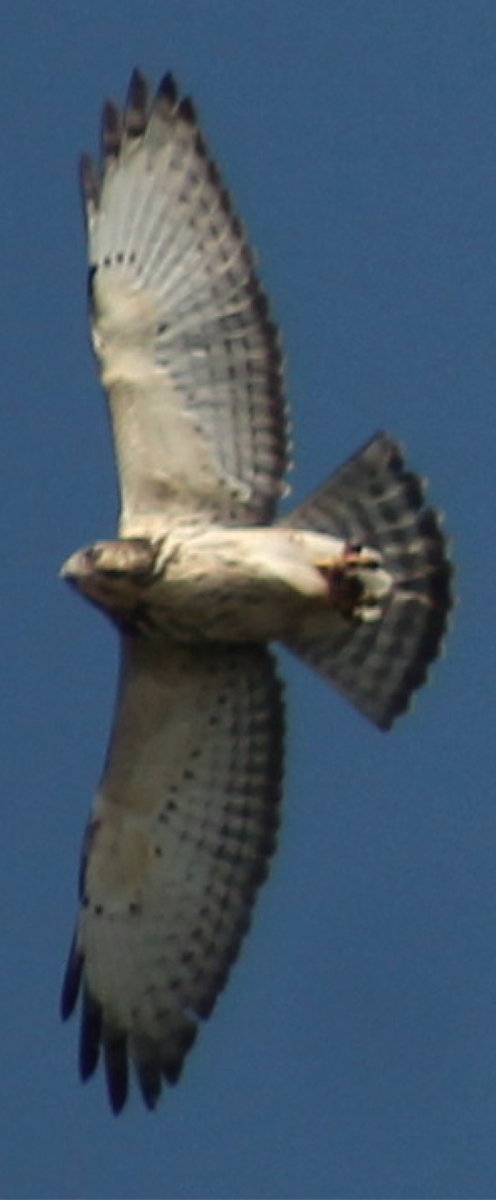 Broad-winged Hawk - ML365563831