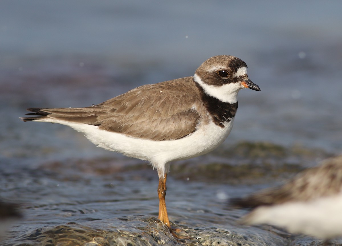 Semipalmated Plover - ML365565461