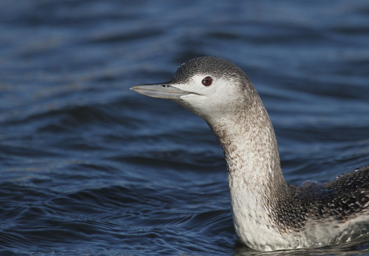 Red-throated Loon - Ryan Schain