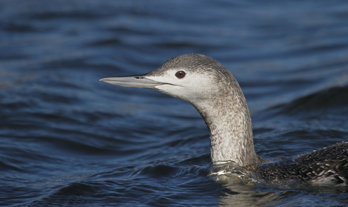 Red-throated Loon - ML36556741