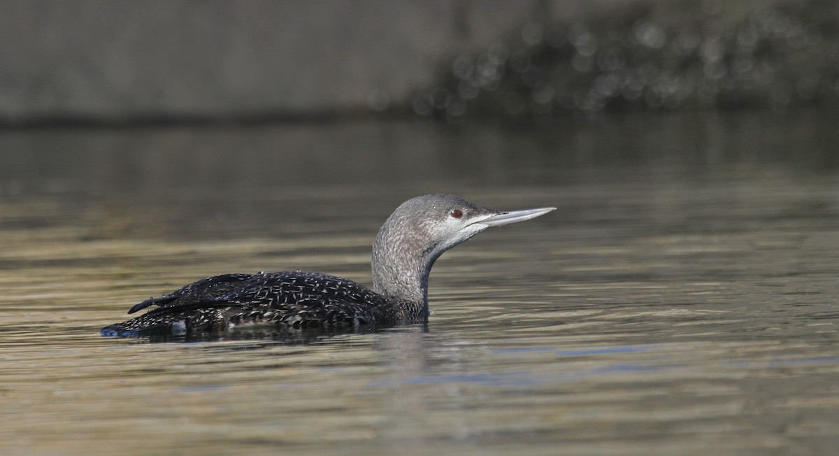Red-throated Loon - ML36556801