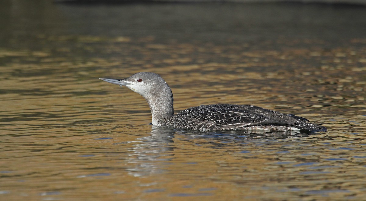 Red-throated Loon - Ryan Schain