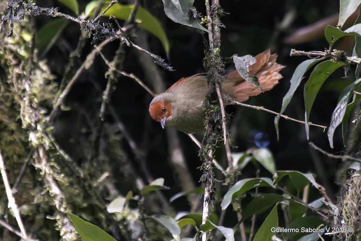 Red-faced Spinetail - ML36557711