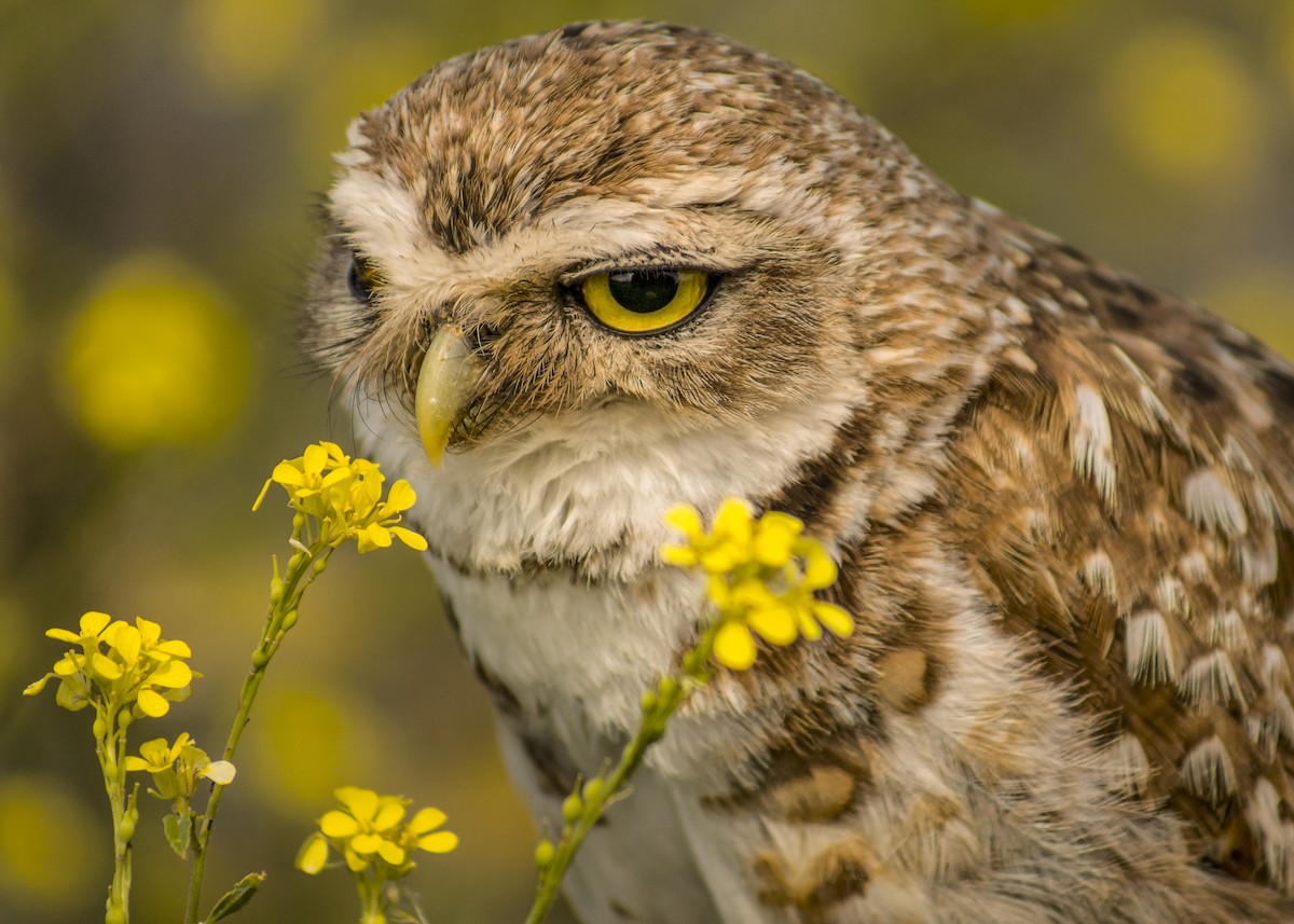 Burrowing Owl - ML365582731