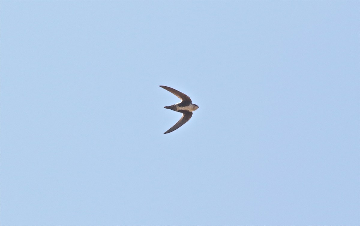 White-throated Swift - Kevin Zimmer