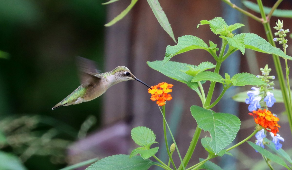 Ruby-throated Hummingbird - Stefan Mutchnick