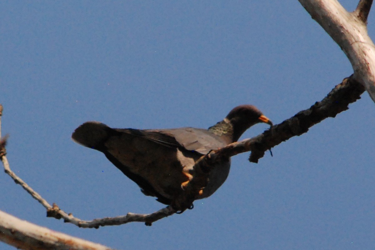 Band-tailed Pigeon - ML365585971