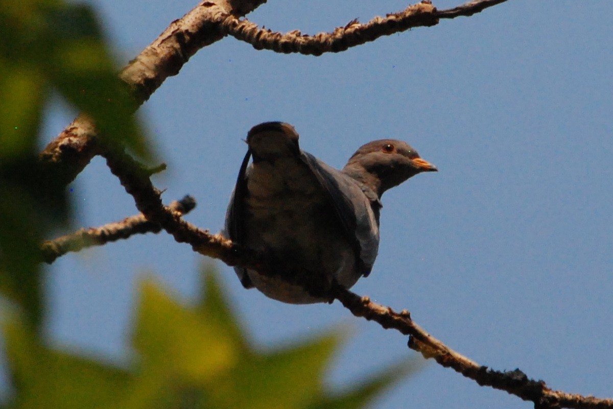 Band-tailed Pigeon - ML365585991